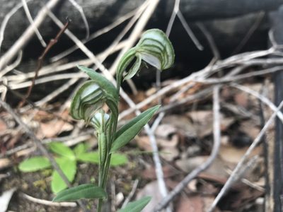 Pterostylis vittata, photographed by Ann Bentley