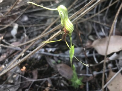 Pterostylis barbata, photographed by Ann Bentley