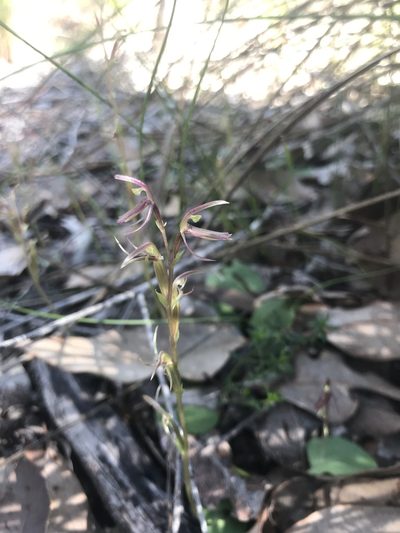 Cyrtostylis huegelii, photographed by Ann Bentley