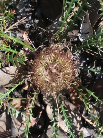 Banksia dallanneyi, photographed by Ann Bentley
