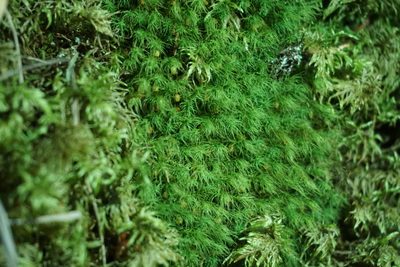 Bartramia halleriana, photographed by Spencer Quayle