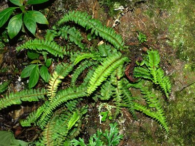 Lindsaea yaeyamensis, photographed by Jacy Chen