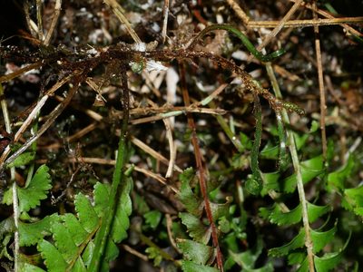 Lindsaea yaeyamensis, photographed by Jacy Chen
