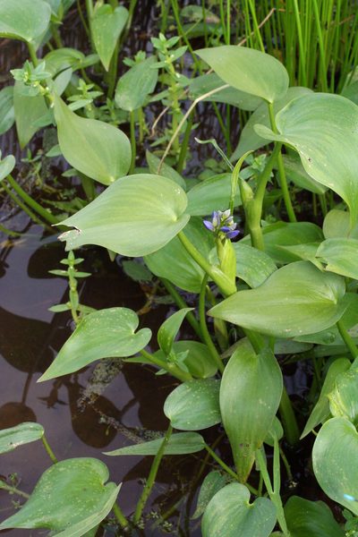 Pontederia korsakowii, photographed by Oleg Kosterin