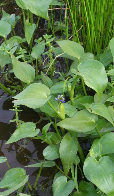 Pontederia korsakowii, photographed by Oleg Kosterin