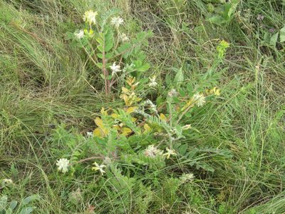 Astragalus dasyanthus, photographed by Andrew Bazdyrev