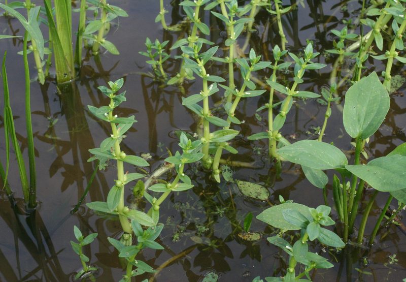 Gratiola japonica, photographed by Oleg Kosterin