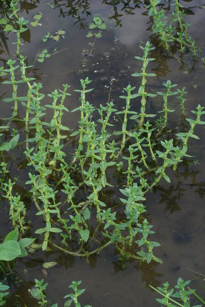 Gratiola japonica, photographed by Oleg Kosterin