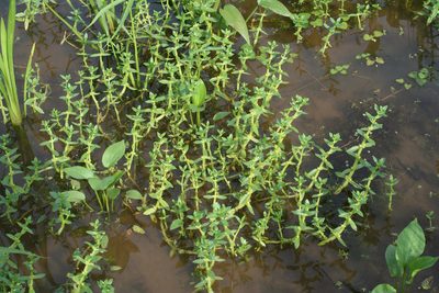 Gratiola japonica, photographed by Oleg Kosterin