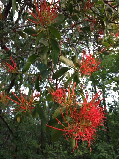 Psittacanthus schiedeanus, photographed by B. Phalan