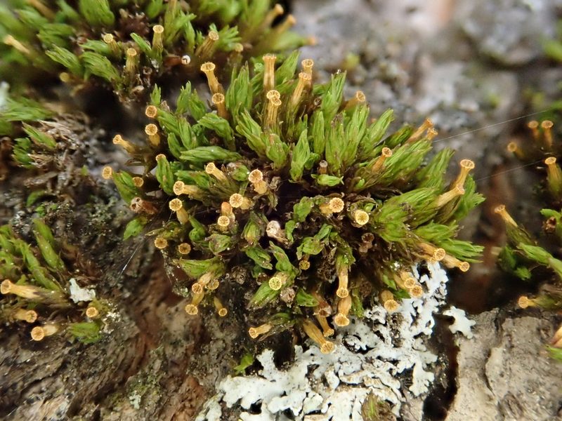 Orthotrichum pallens, photographed by Christian Berg