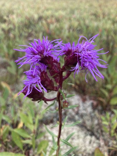 Liatris scariosa, photographed by Derek
