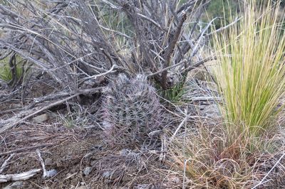 Eriosyce strausiana, photographed by Agustín Zarco