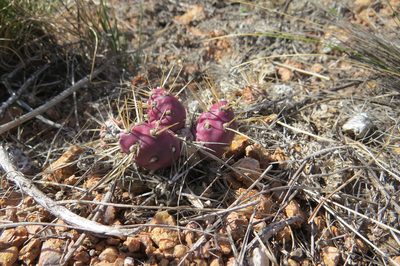Maihueniopsis ovata, photographed by Agustín Zarco