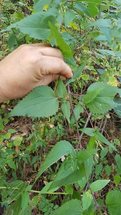 Brickellia pendula, photographed by Eugenio Padilla