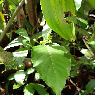 Psychotria subsessilis, photographed by Arthur de Jesús Chavarría Pérez