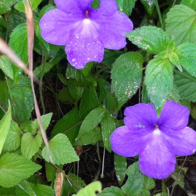 Achimenes longiflora, photographed by Arthur de Jesús Chavarría Pérez