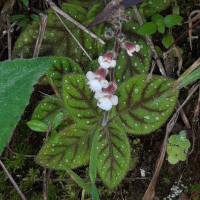 Gloxinia erinoides, photographed by Arthur de Jesús Chavarría Pérez