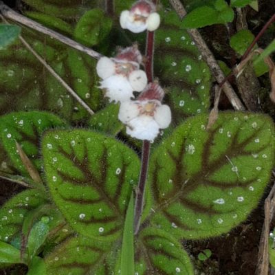 Gloxinia erinoides, photographed by Arthur de Jesús Chavarría Pérez