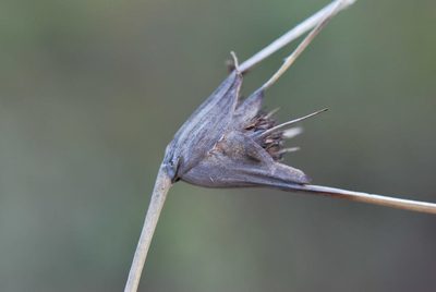 Mesomelaena tetragona, photographed by Charles Stirton