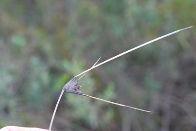 Mesomelaena tetragona, photographed by Charles Stirton