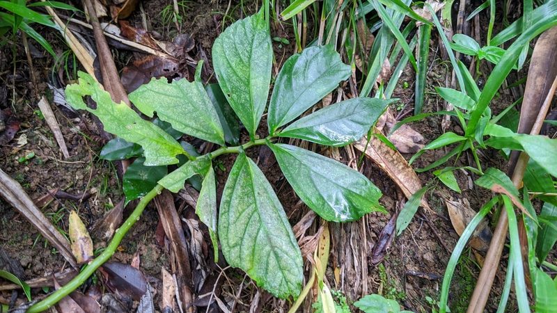Elatostema edule, photographed by Cheng-Te Hsu