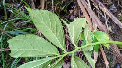 Elatostema edule, photographed by Cheng-Te Hsu