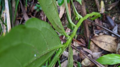 Elatostema edule, photographed by Cheng-Te Hsu