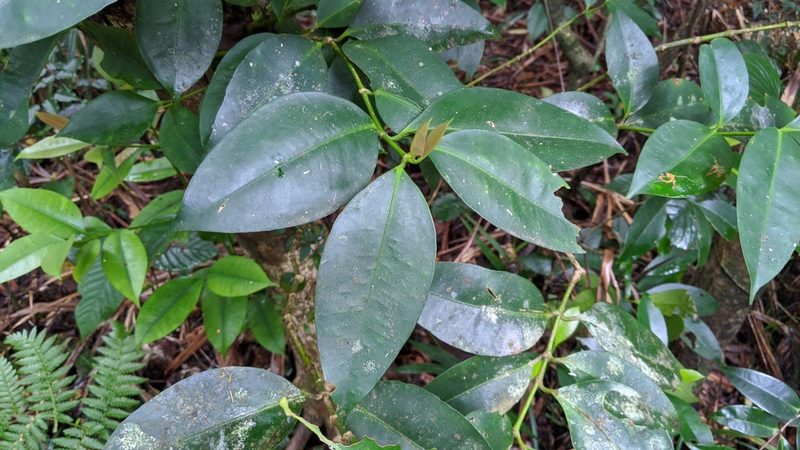 Garcinia linii, photographed by Cheng-Te Hsu
