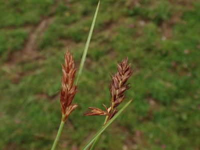 Blysmus compressus, photographed by Christian Berg