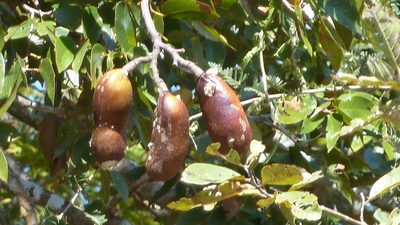 Hymenaea courbaril, photographed by tlaloc27