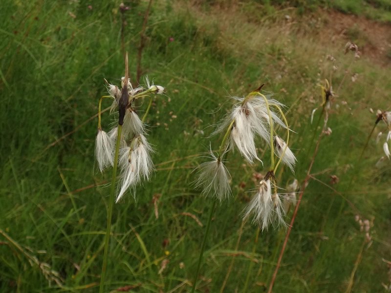 Eriophorum latifolium, photographed by Christian Berg
