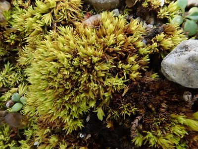 Tortella inclinata, photographed by Christian Berg