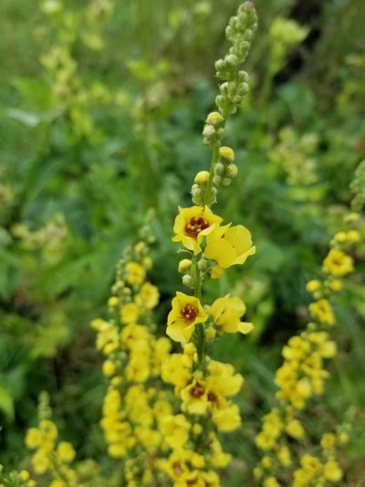 Verbascum chaixii, photographed by Piotr Lukasik