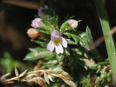 Euphrasia liburnica, photographed by Emanuele Santarelli