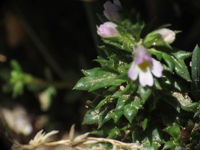 Euphrasia liburnica, photographed by Emanuele Santarelli