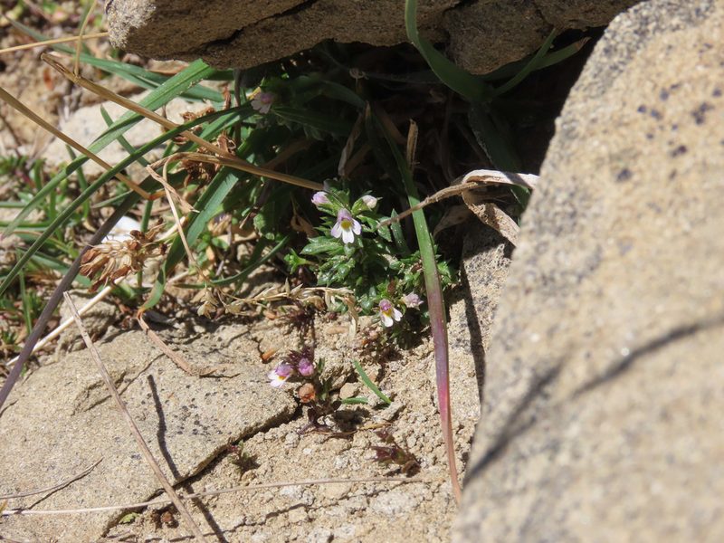 Euphrasia liburnica, photographed by Emanuele Santarelli