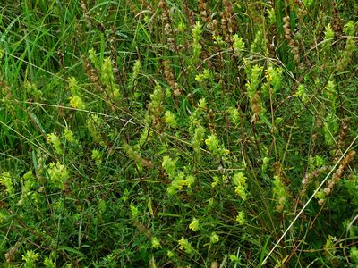 Rhinanthus glacialis, photographed by Christian Berg