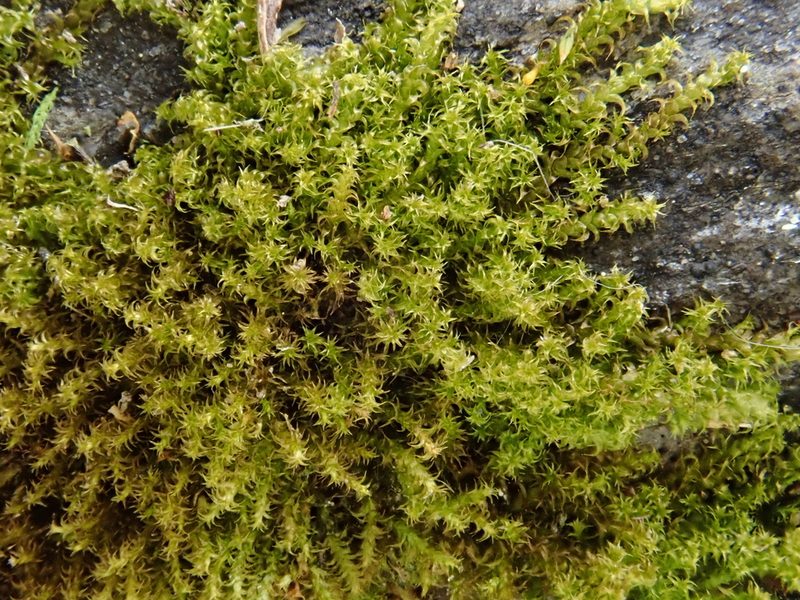 Campylophyllum halleri, photographed by Christian Berg