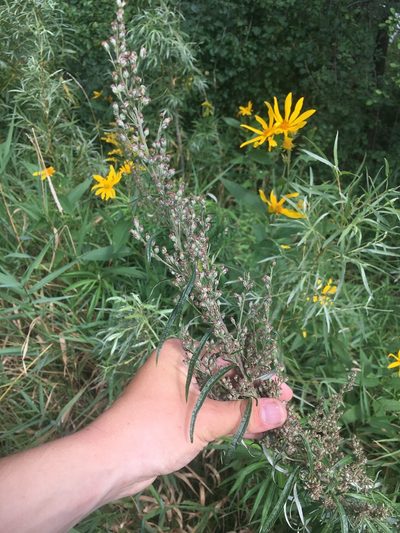 Artemisia serrata, photographed by Rose Zappa