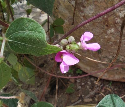 Phaseolus vulgaris, photographed by Destino Trail