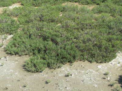 Halocnemum strobilaceum, photographed by Andrew Bazdyrev