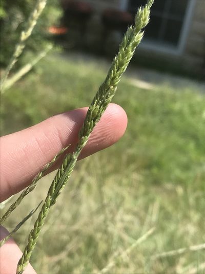 Eriochloa contracta, photographed by Ryan Donnelly
