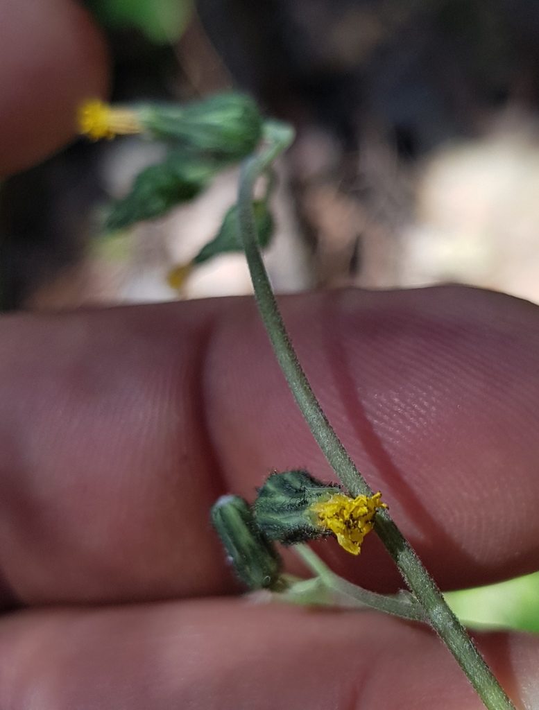 Hieracium abscissum, photographed by Eugenio Padilla