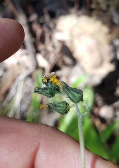Hieracium abscissum, photographed by Eugenio Padilla
