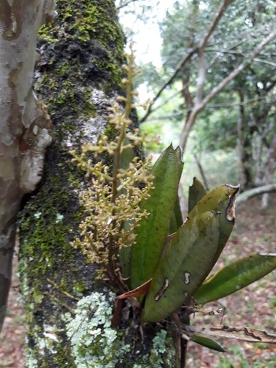 Trichocentrum pumilum, photographed by E. Goossen