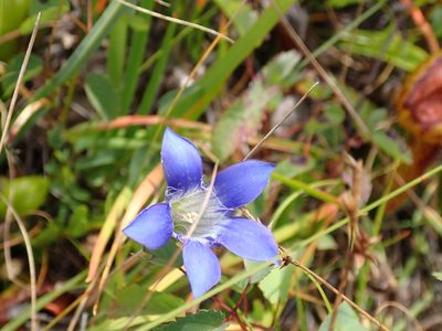 Gentiana setigera, photographed by Lee Cain