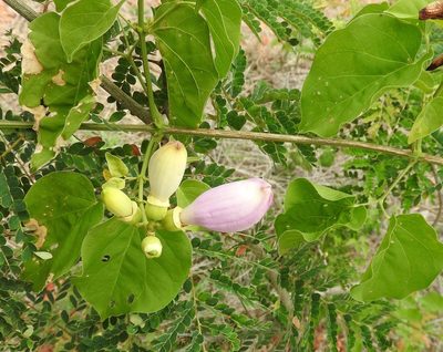 Amphilophium paniculatum, photographed by Francisco Farriols Sarabia
