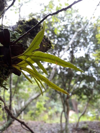 Pleopeltis pleopeltifolia, photographed by E. Goossen