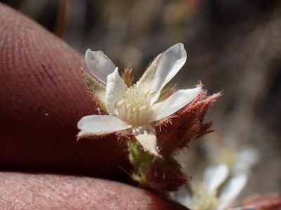 Potentilla congdonis, photographed by Martin Purdy